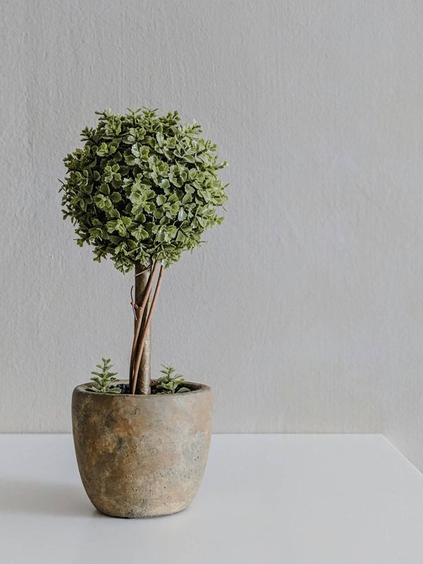 Location arbre : égayez votre événement avec style